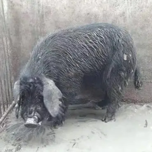 青海八眉猪原种