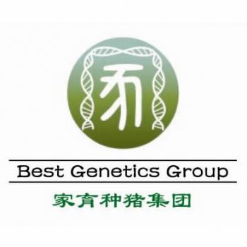 赤峰家育种猪