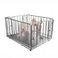 仔猪电子地磅 - SHEWUYOU Livestock Equipment
