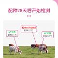 牛早孕试纸检测卡 - SHEWUYOU Livestock Equipment