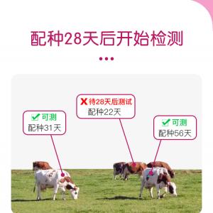 Bovine PAG Early Pregnancy Rapid Test Cassette - SHEWUYOU Livestock Equipment