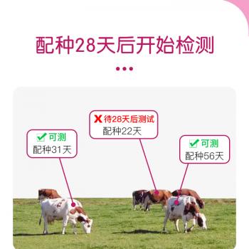 牛早孕试纸检测卡