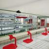 Automatic Poultry Feeding Lines