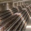 A-Type Poultry Cage
