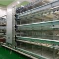 蛋鸡笼 - SHEWUYOU Livestock Equipment