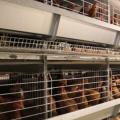 育成笼 - SHEWUYOU Livestock Equipment