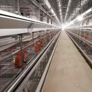 育雏笼架 - SHEWUYOU Livestock Equipment