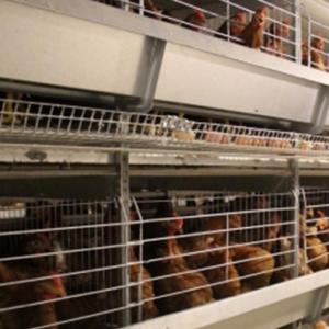 Commercial Pullet Rearing Cage System - SHEWUYOU Livestock Equipment