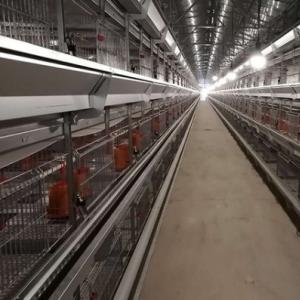 Commercial Chick Brooding Cage System - SHEWUYOU Livestock Equipment