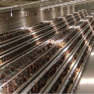 A-Type Poultry Cage - SHEWUYOU Livestock Equipment