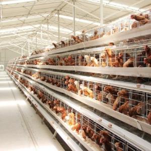 A-Type Layer Cage System - SHEWUYOU Livestock Equipment