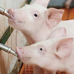 饮水消毒系统 - SHEWUYOU Livestock Equipment