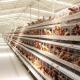 Poultry Cage Systems