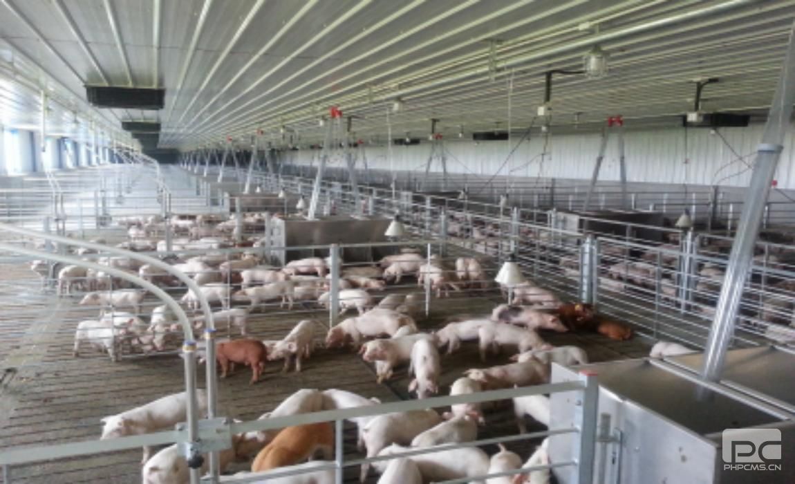 Steel Structure Fattening Pig House