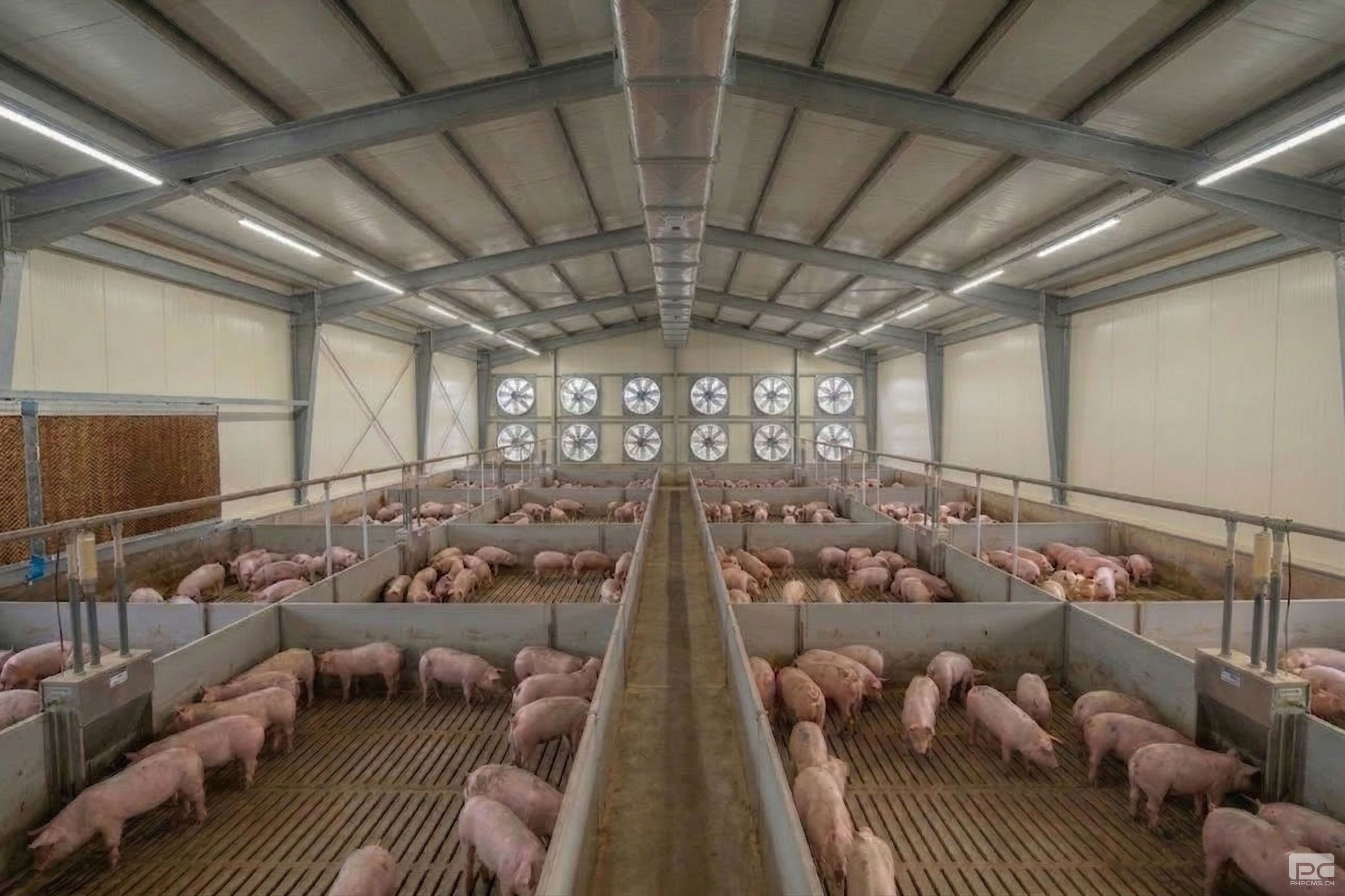 Steel Structure Pig House Mechanical Ventilation System