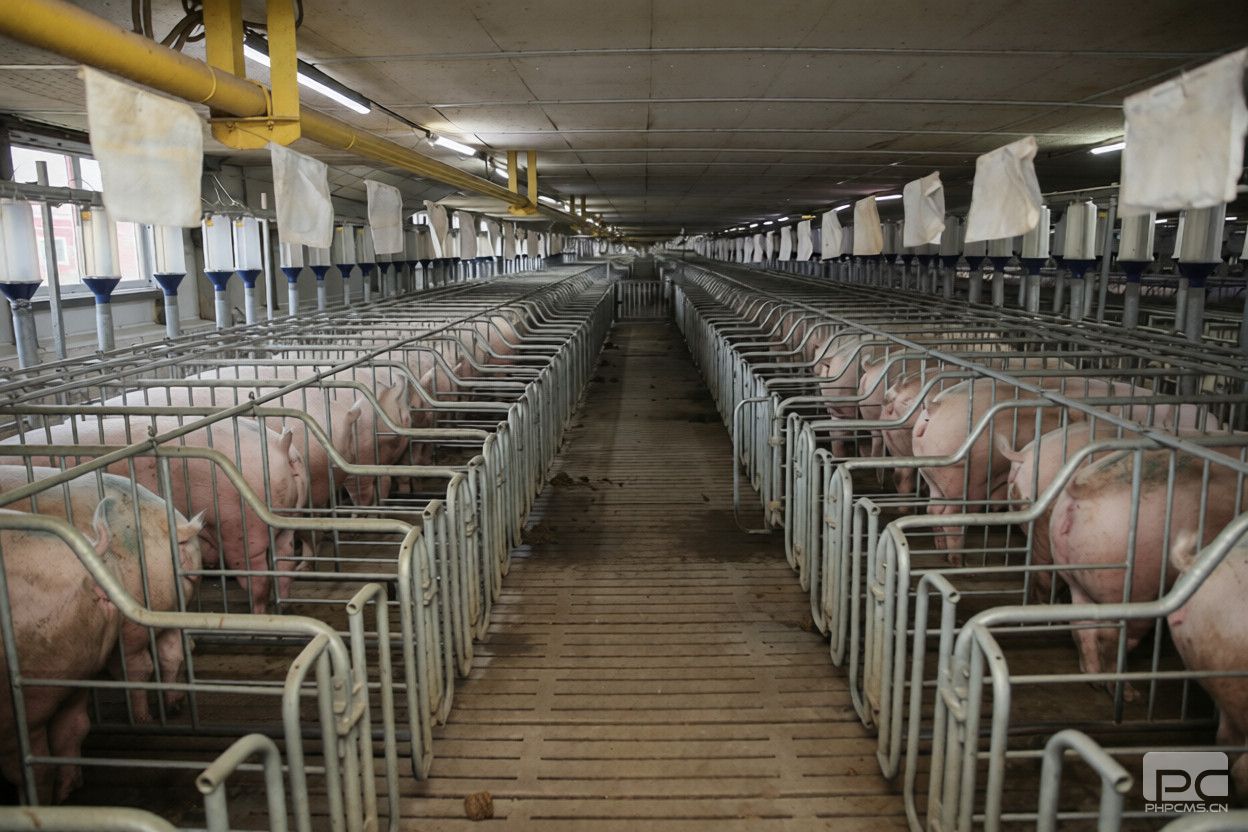 Pig Breeding House Individual Sow and Breeding Pens