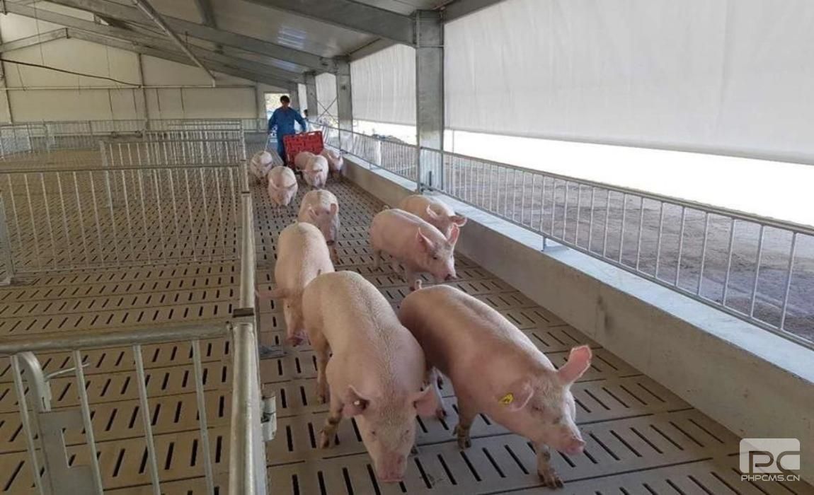 Automatic Steel Structure Pig Farm