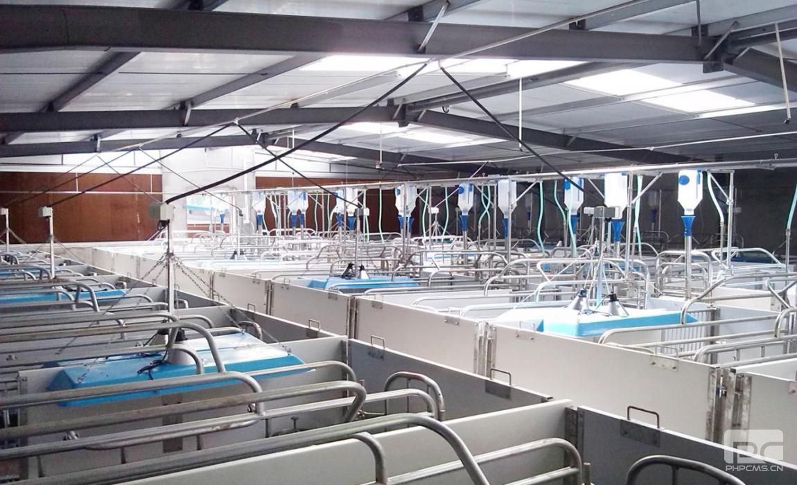 Commercial Pig Farm Farrowing House Equipment