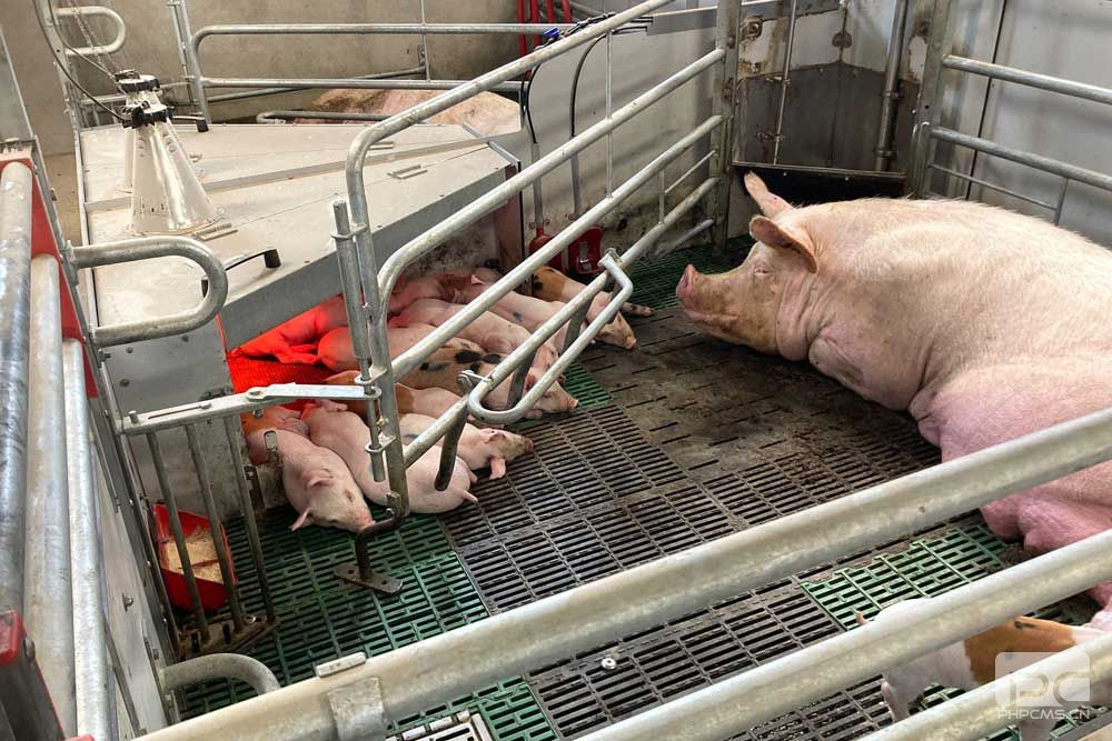 Commercial Farrowing Pen with Sow and Piglets