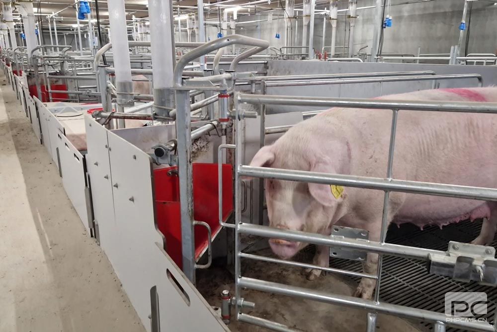 Loose Farrowing Pen with Piglet Creep Area