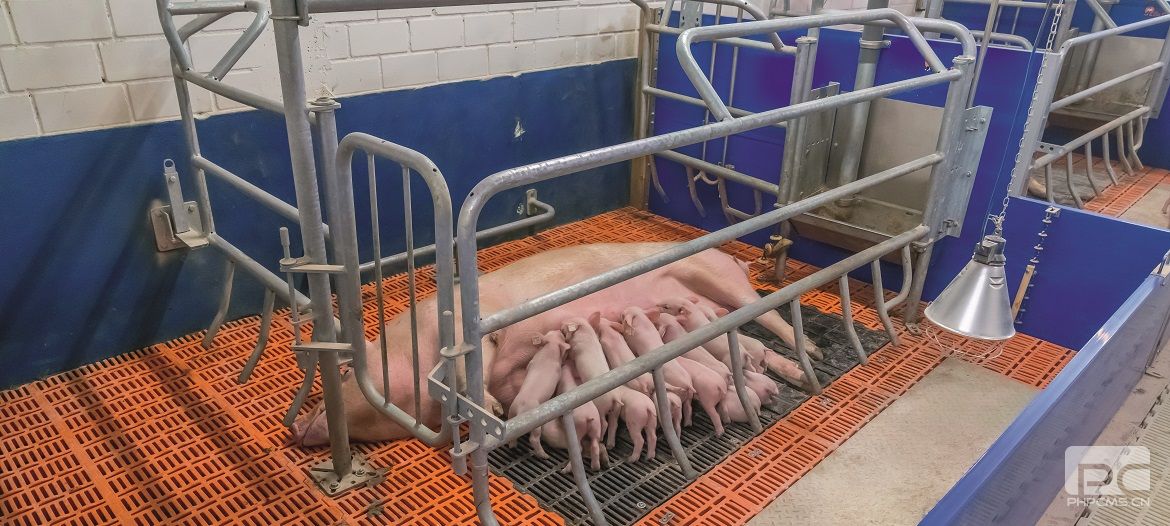 Variable-Restraint Farrowing Pen for Sows