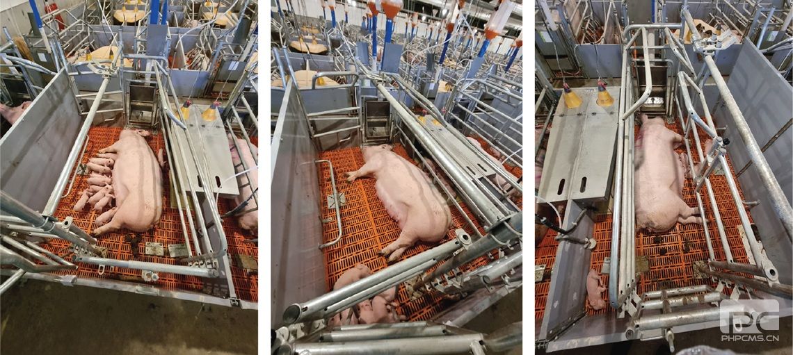 Variable Farrowing Crate Commercial Pig Farm Configuration