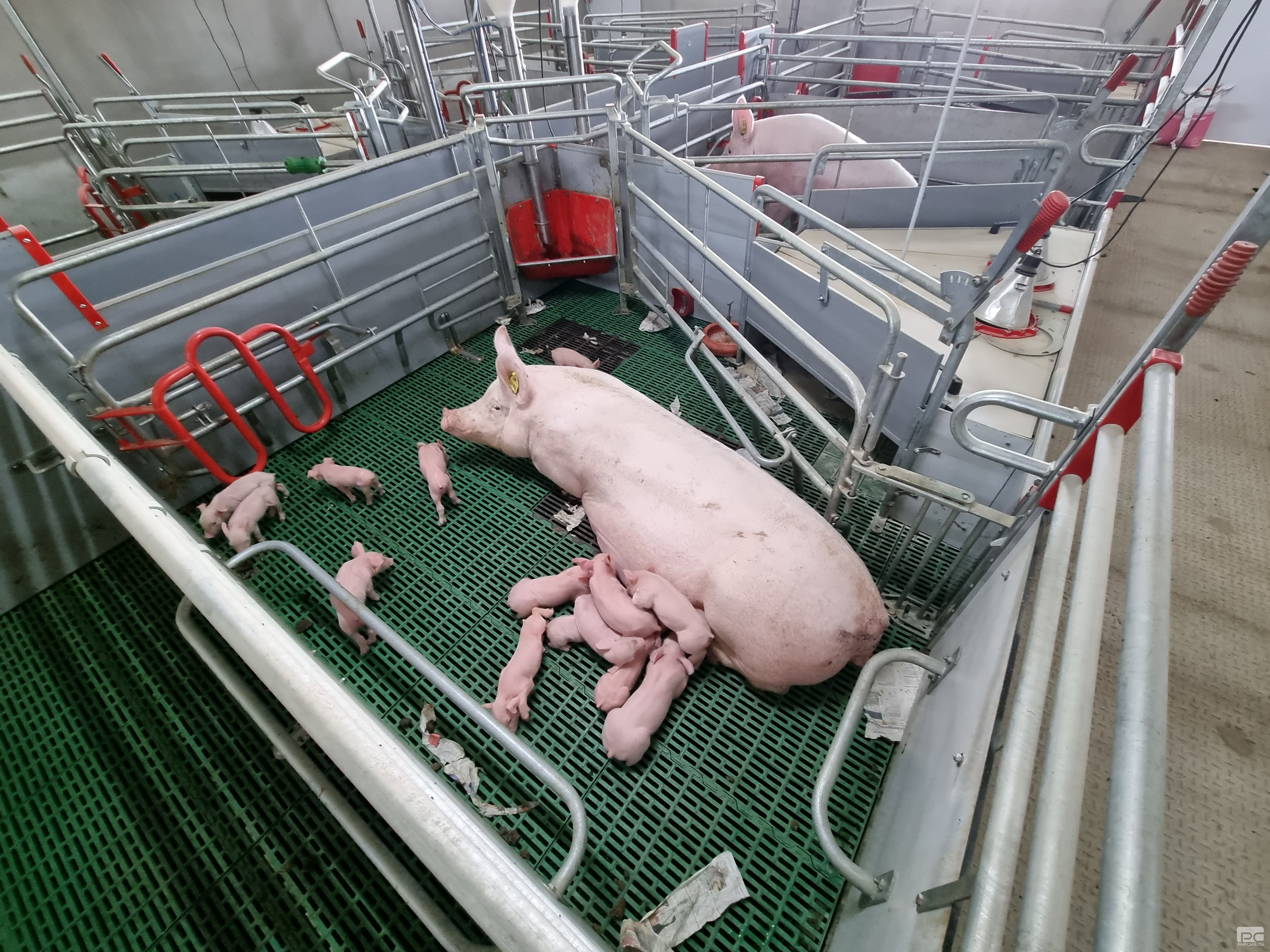 Commercial Loose Farrowing Pen for Sows and Piglets