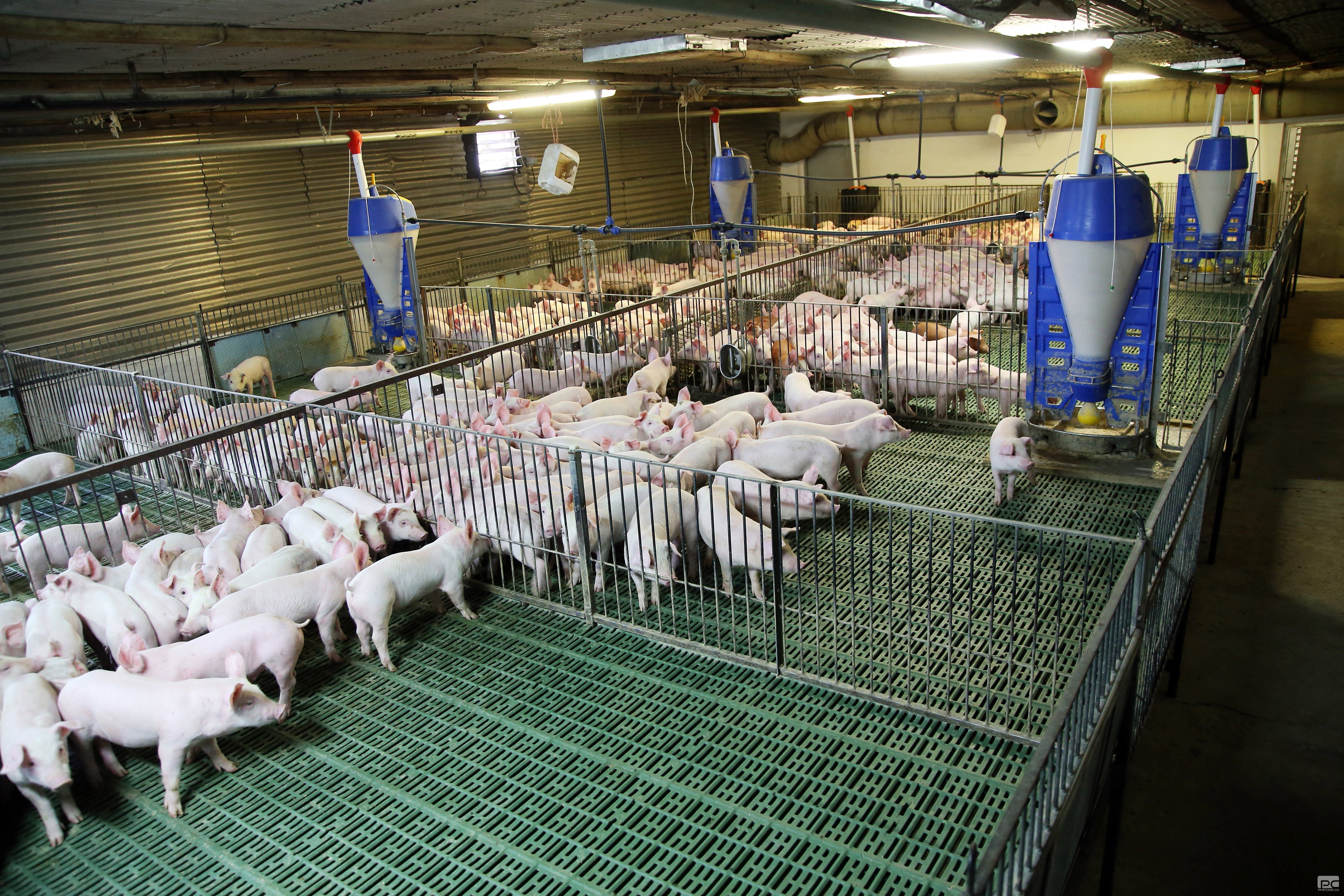Piglet Nursery House with Automatic Feeders