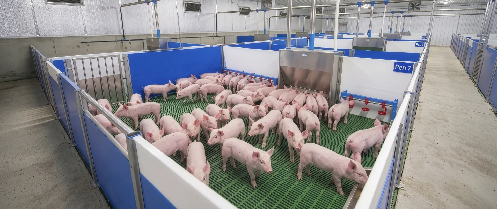 Modern Weaner Pig Pen with Feeding and Drinking Equipment