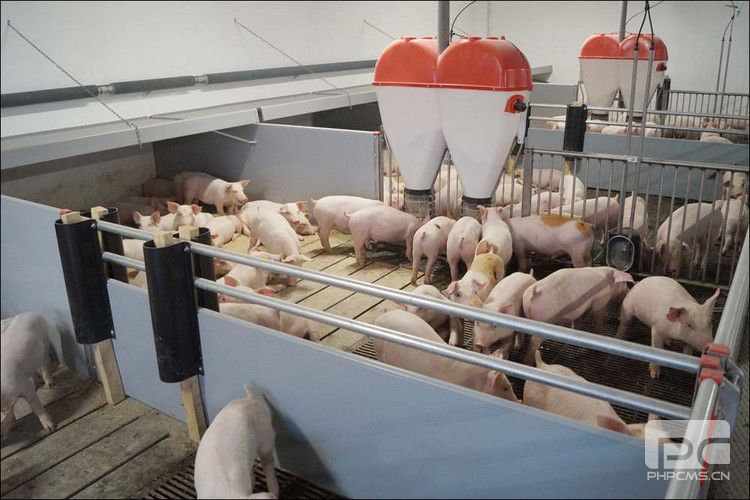 Wean-to-Finish Pig Pen Housing System