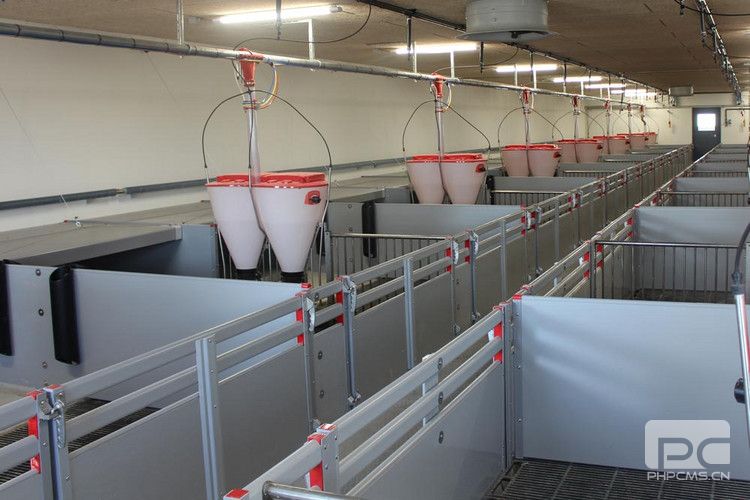Commercial Pig Pen System with Automatic Feeders