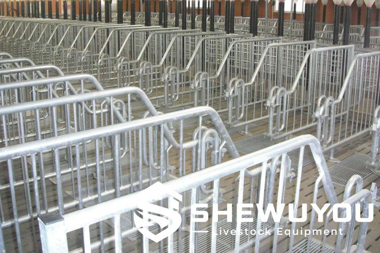 Sow Gestation Stall for Commercial Pig Farms