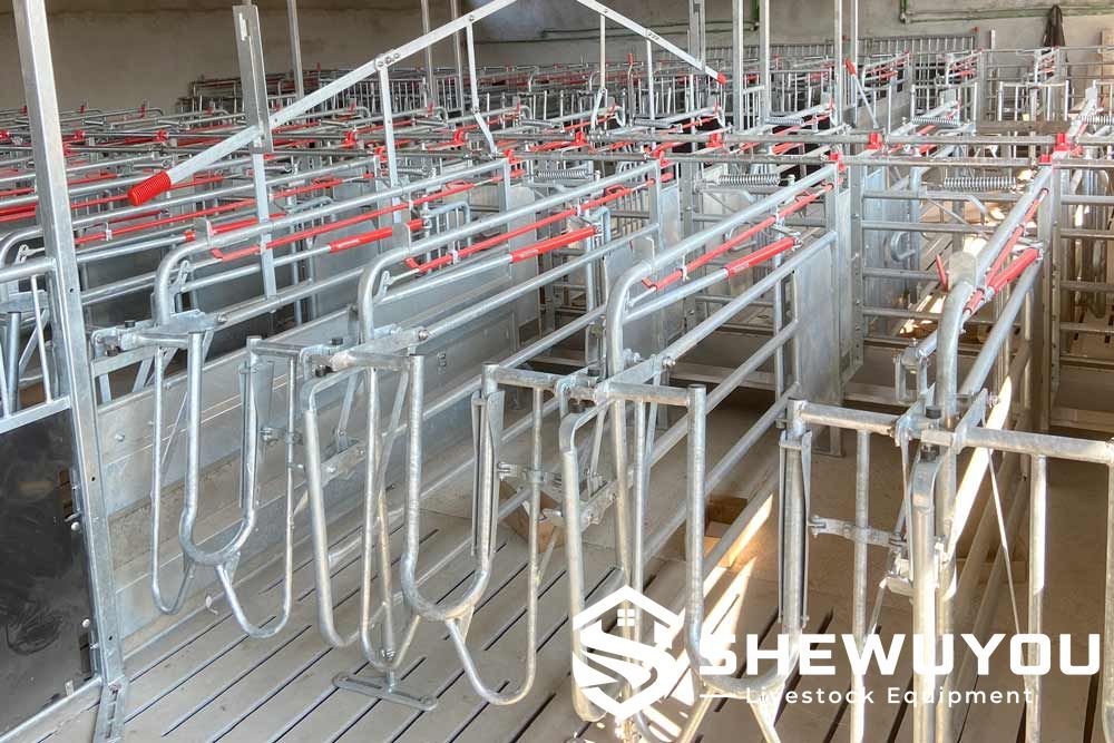 Free Access Sow Stall for Gestation Sows