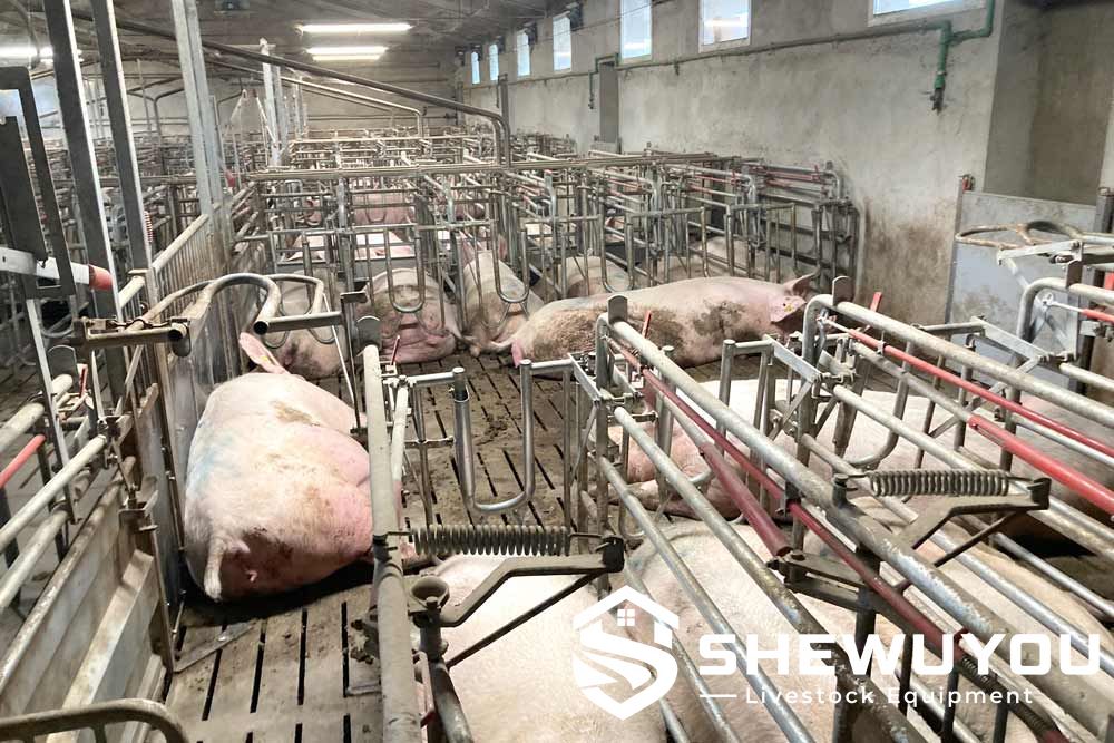 Sows in Free Access Gestation Stalls