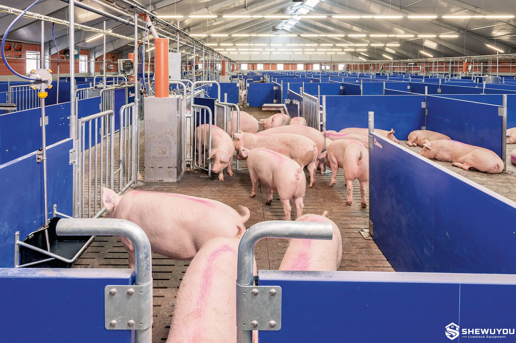 Group Sow Pen with Electronic Feeding Station