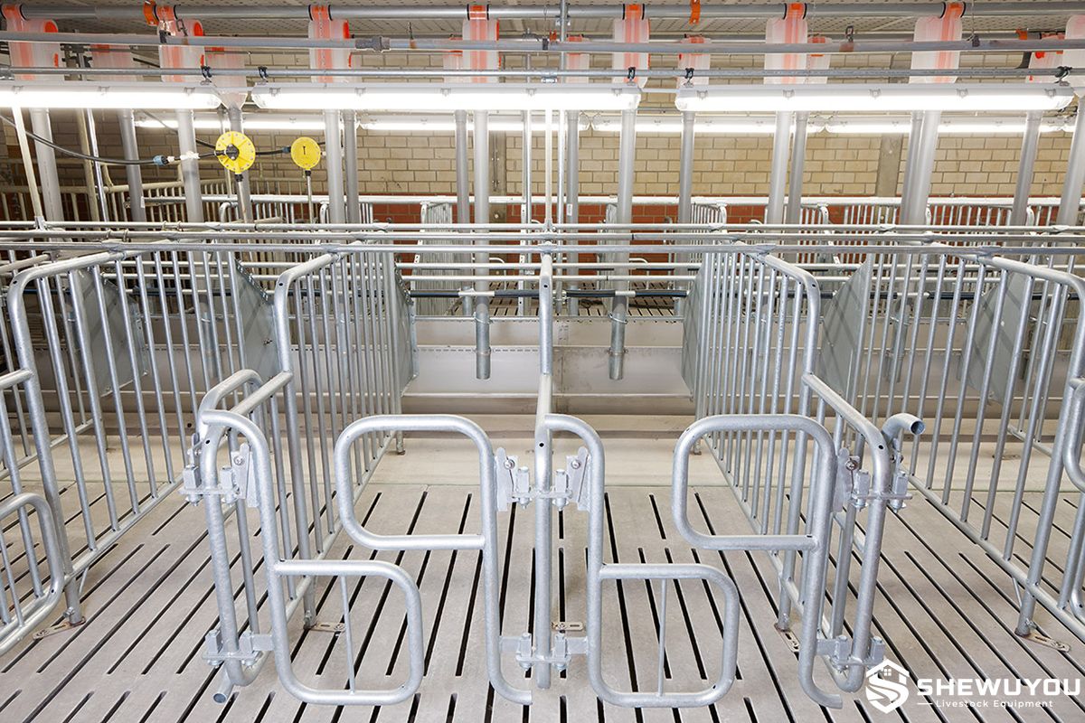 Sow Artificial Insemination Stall