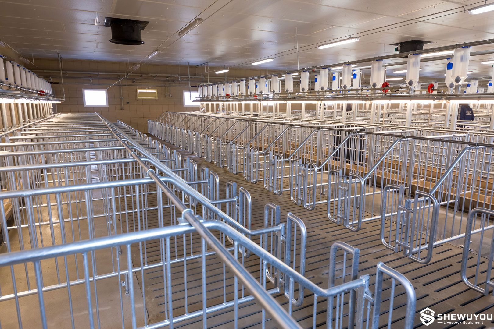 Galvanized Sow Insemination Stall in Pig Farm