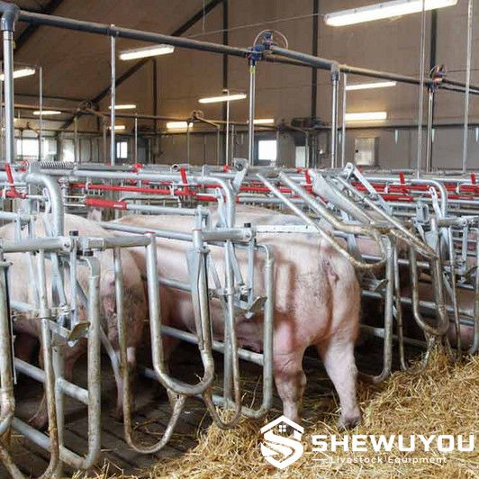 Adjustable Sow Breeding and Insemination Stall
