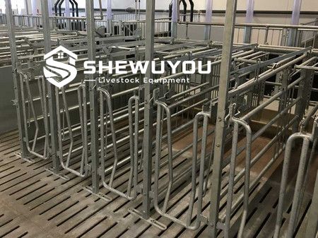 Commercial Boar Housing and Mating Pen