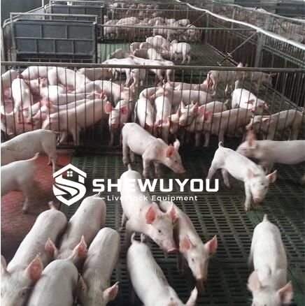 Composite Slatted Flooring Installed in Pig Farm