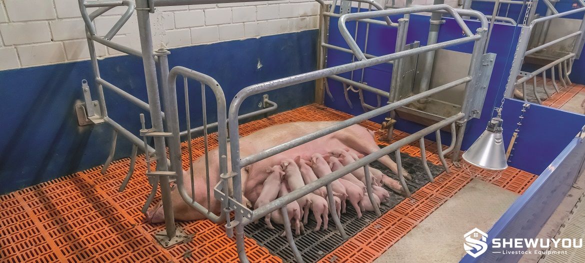 Variable Farrowing Pen with Piglet Heating Area