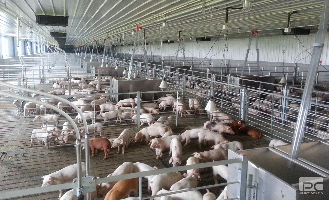 Light Steel Structure Pig House Interior