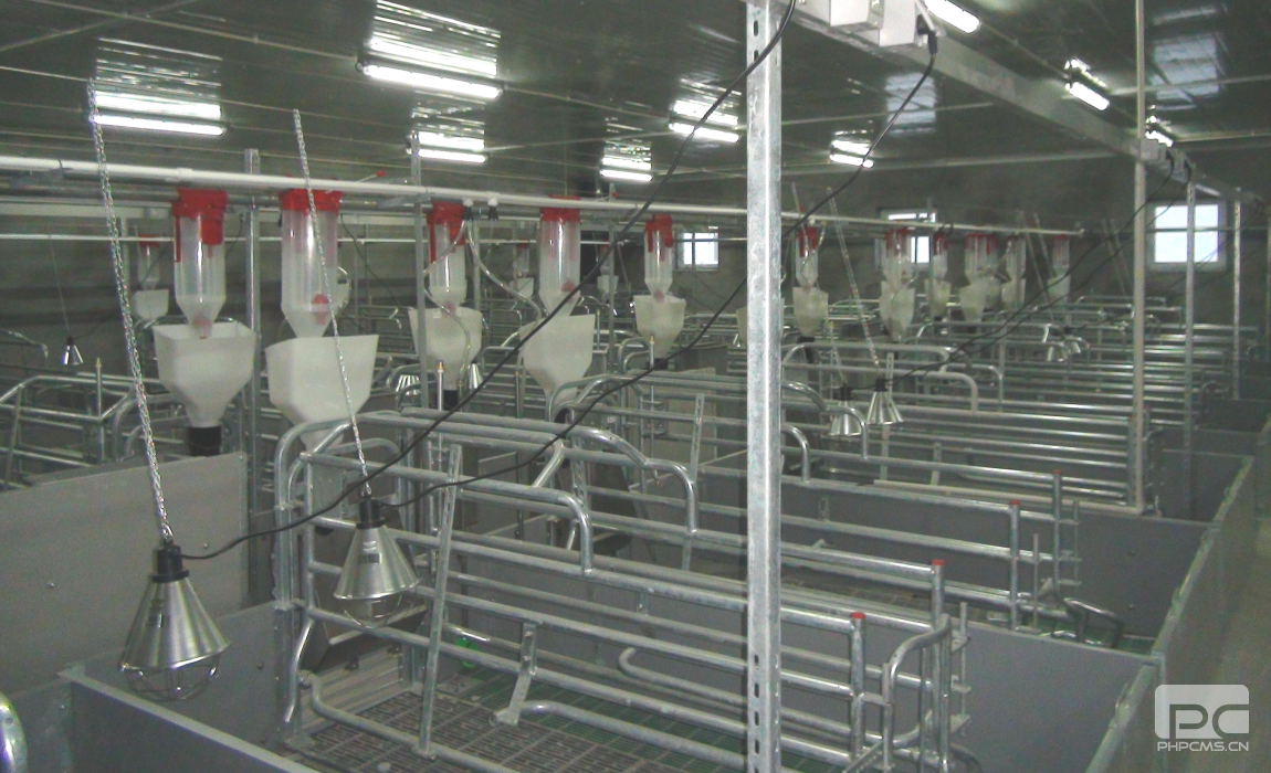 Commercial Pig House Feeding and Pen System