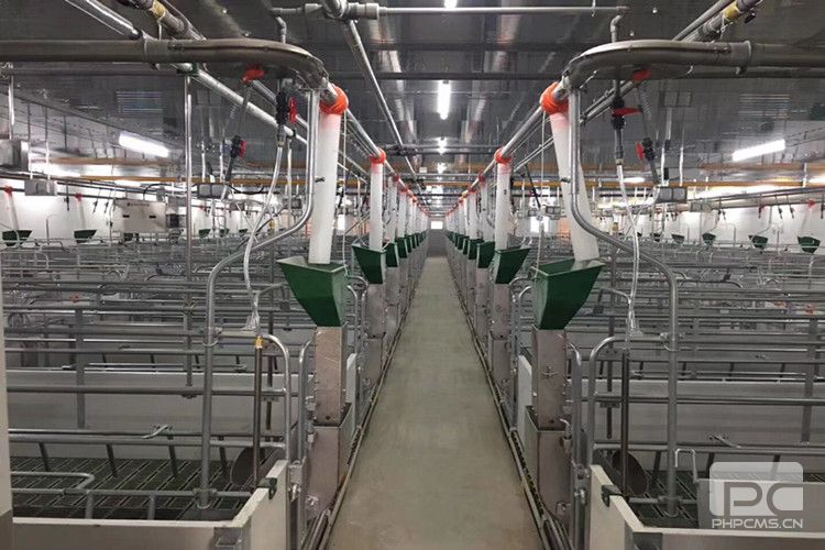 Commercial Pig House Feeding and Pen System