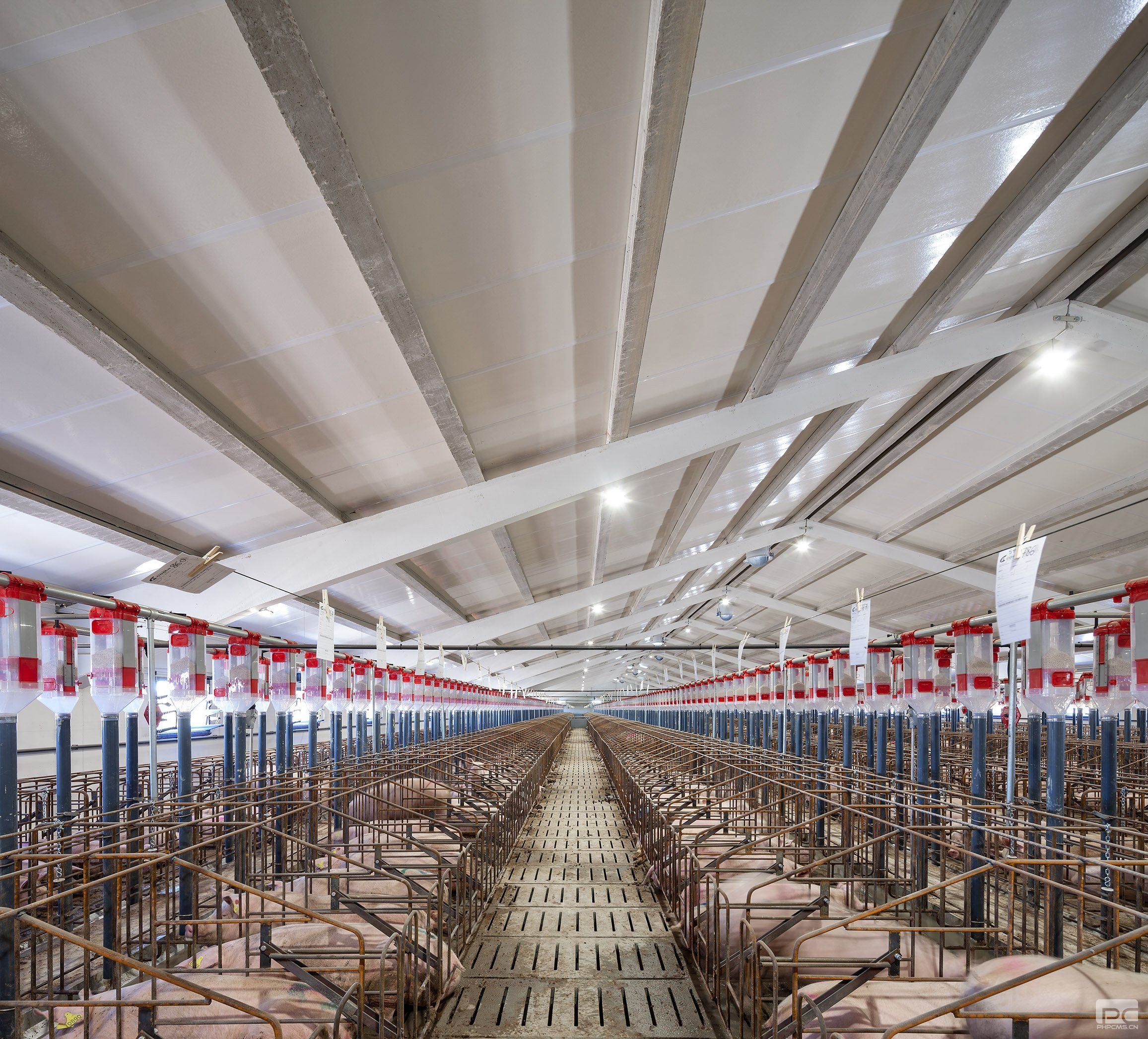Insulated Sandwich Panel Pig House Interior