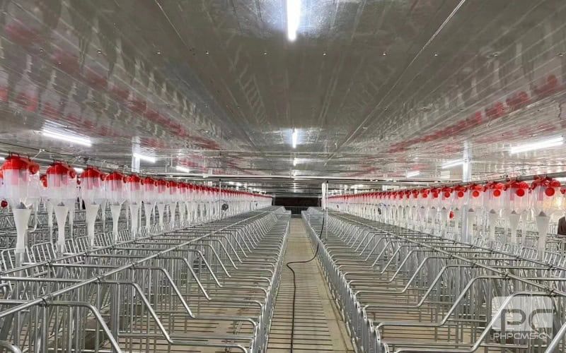 Insulated Steel Structure Pig House Interior