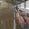 Automatic Steel Structure Pig Farm