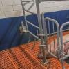 Variable-Restraint Farrowing Pen