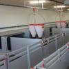 Sow Farrowing Crates