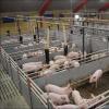 Sow Farrowing Crates